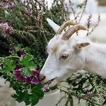 Дом отдыха Petit Chateau Luxe