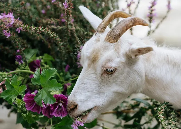 Vakantiehuis Petit Château Luxe
